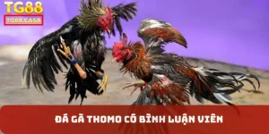 Đá gà Thomo có bình luận viên