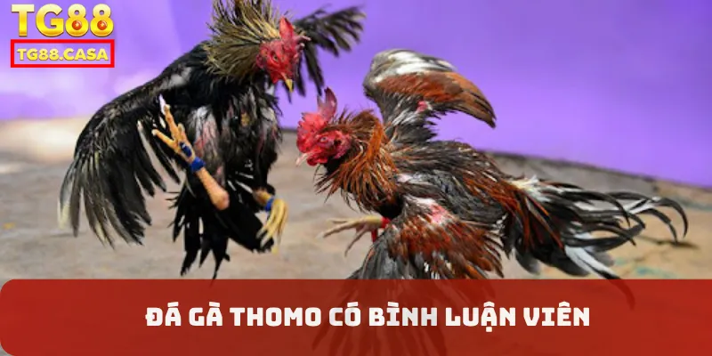 Đá gà Thomo có bình luận viên