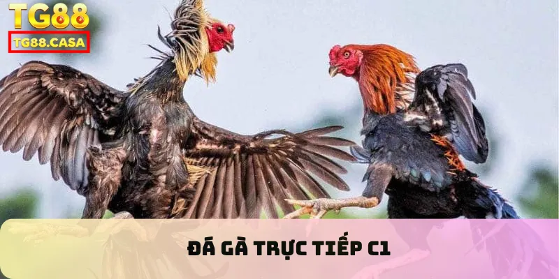 Đá gà trực tiếp C1