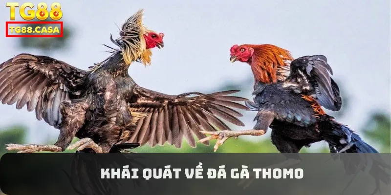 Khái quát về đá gà thomo