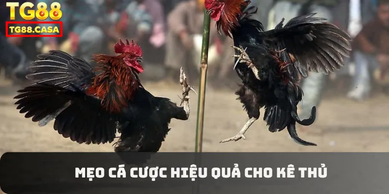 Mẹo cá cược hiệu quả cho kê thủ 