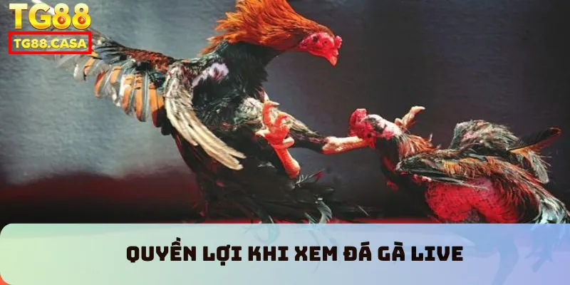 Quyền lợi khi xem đá gà live