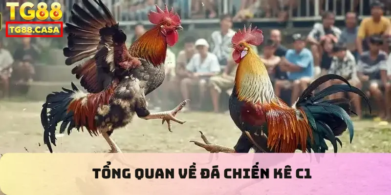 Tổng quan về đá chiến kê c1