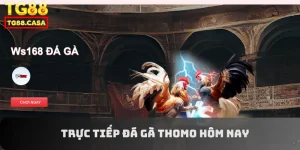 trực tiếp đá gà Thomo hôm nay