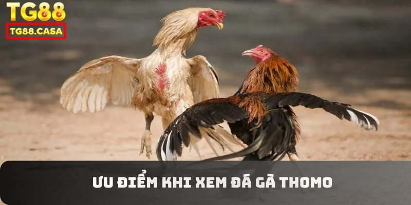 Ưu điểm khi xem đá gà thomo
